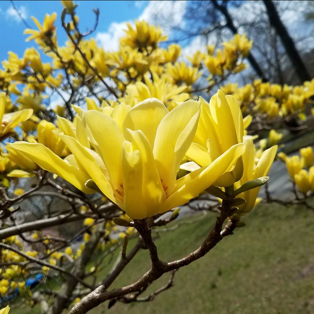 Magnolia galbena Butterfly