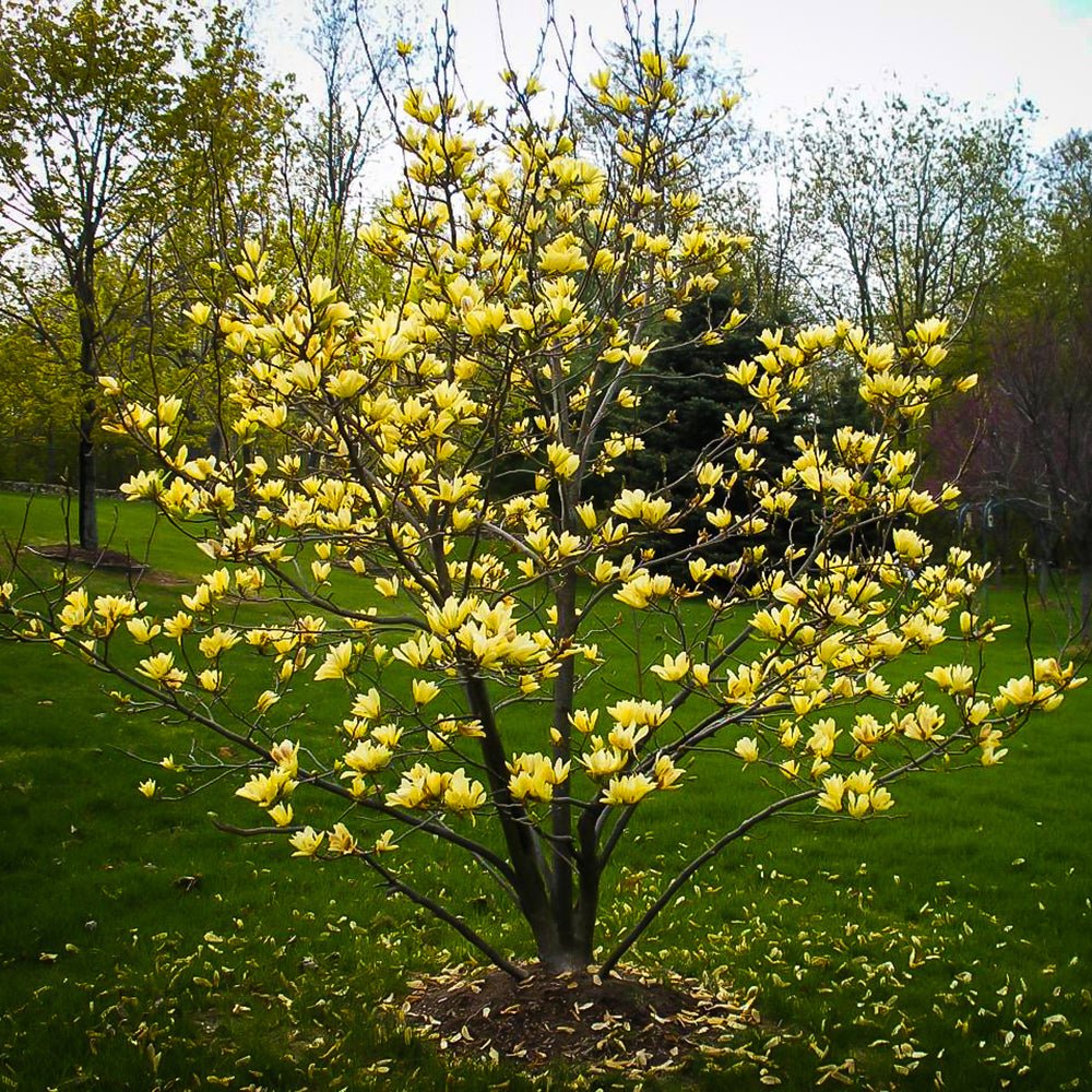 Magnolia galbena Butterfly