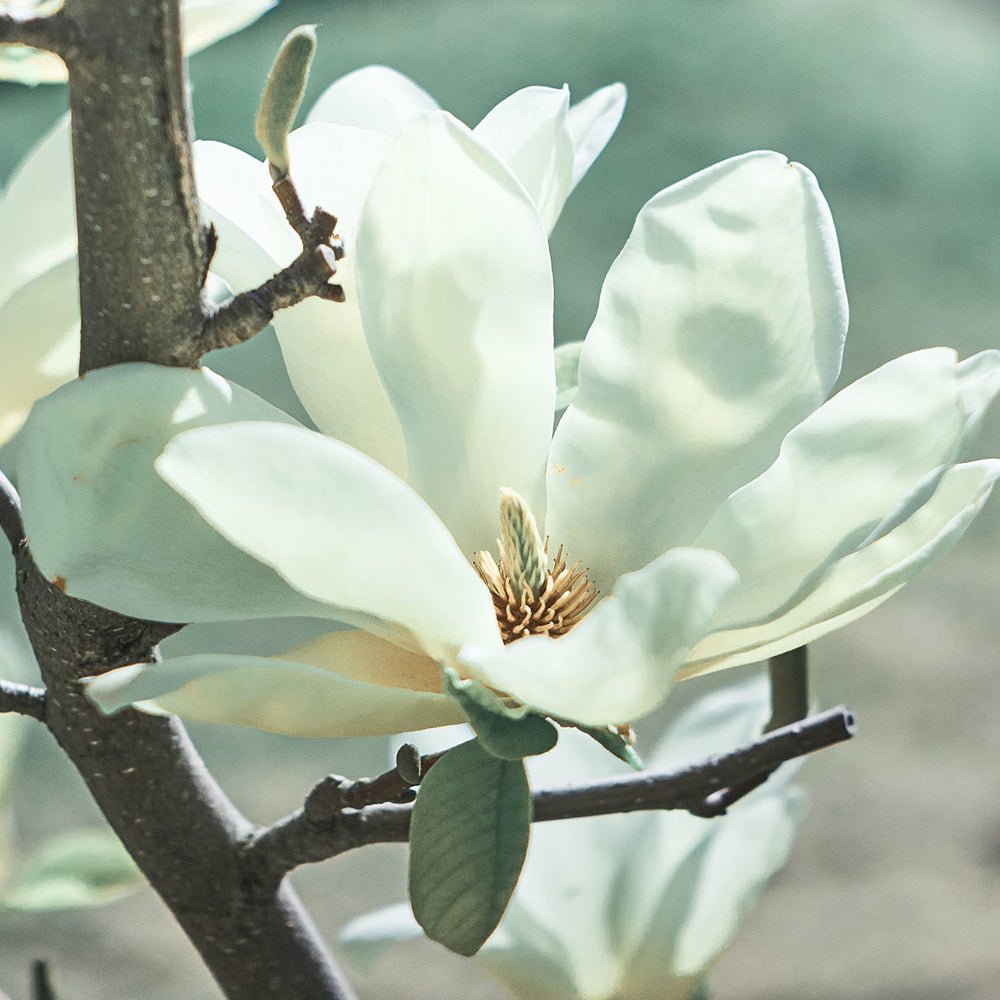 Magnolia alba Elisa Odenwald