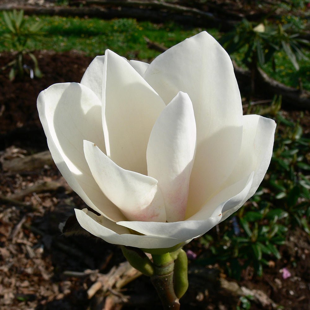 Magnolia alba Elisa Odenwald