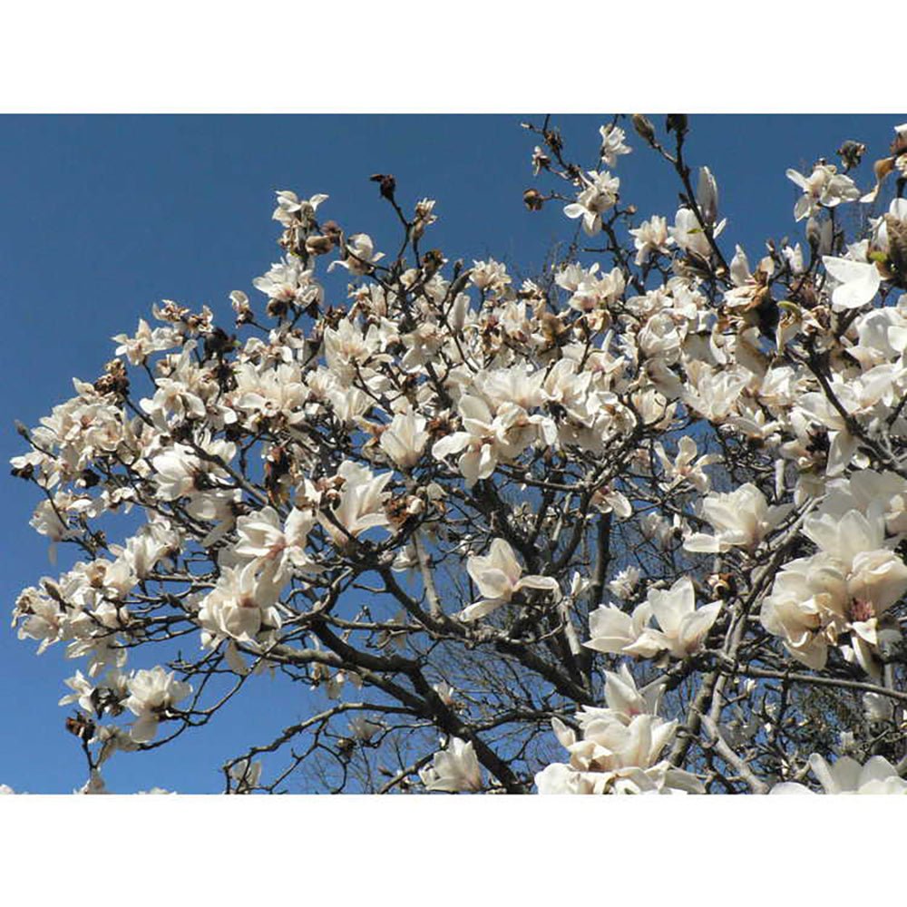 Magnolia alba Elisa Odenwald