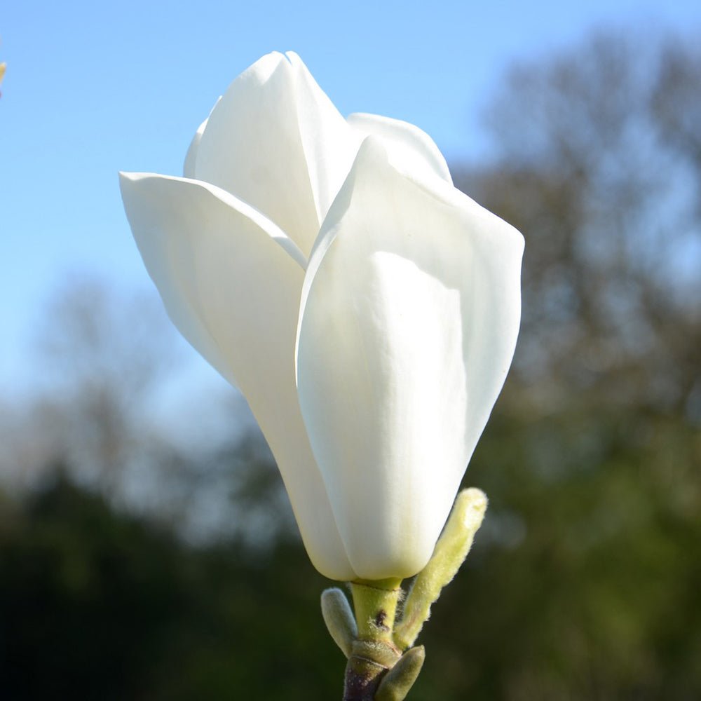 Magnolia alba Elisa Odenwald
