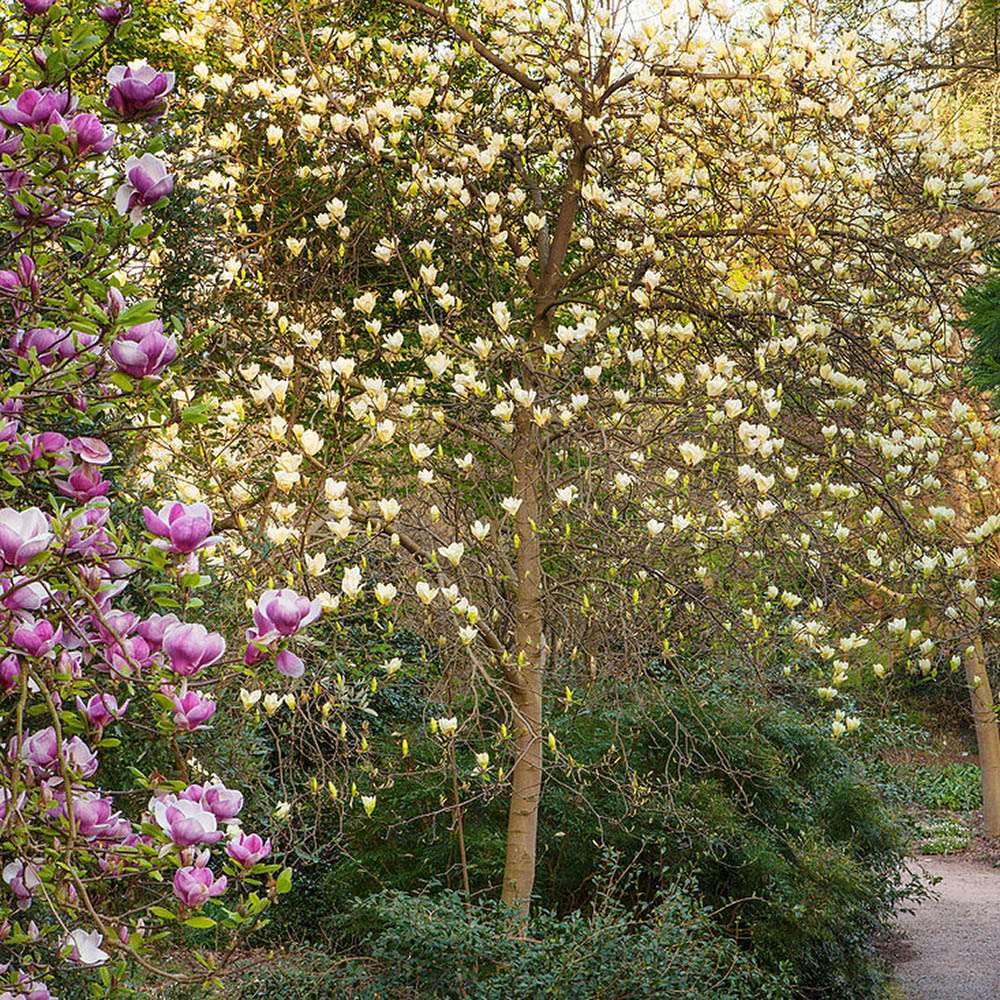 Magnolia galbena Yellow Lantern