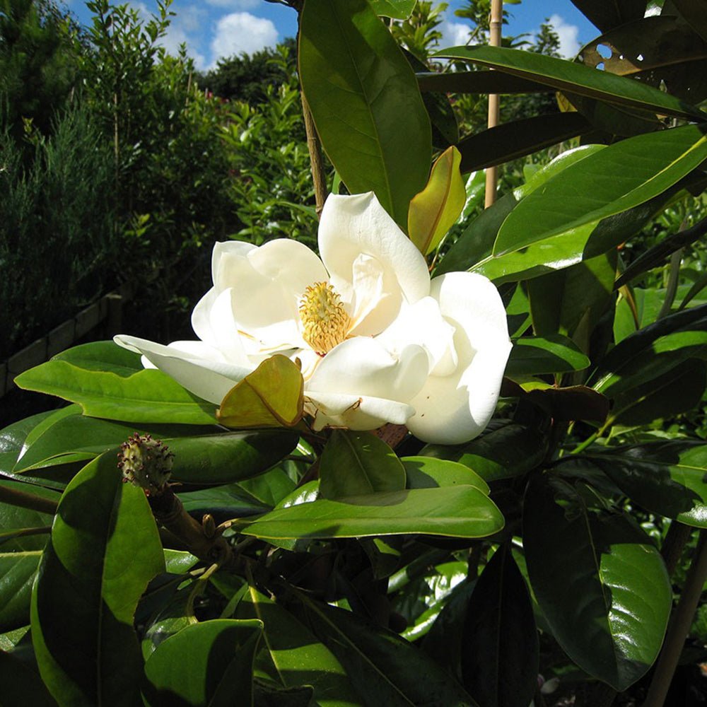 Magnolia Grandiflora Gallisoniensis Vesnic Verde, cu Flori Albe