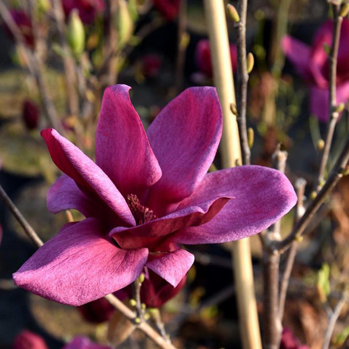 Magnolia rosu-purpuriu-intens Genie