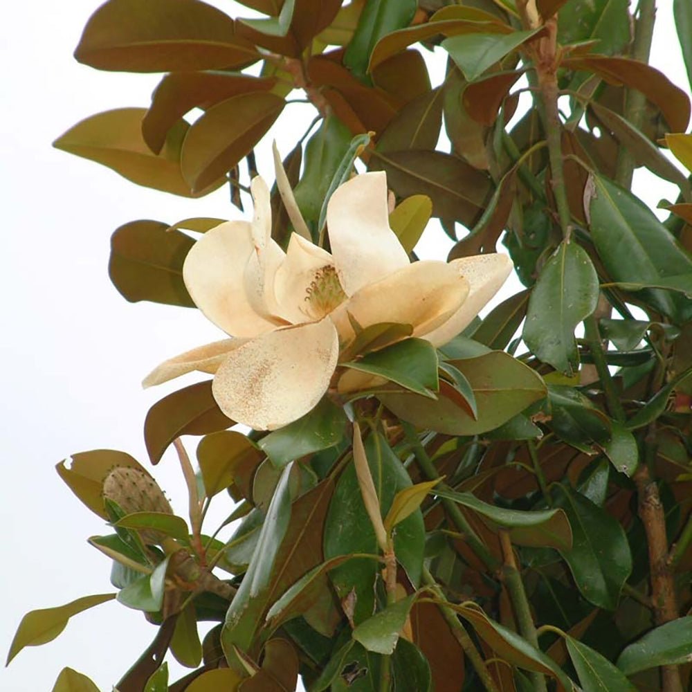 Magnolia Grandiflora Goliath Vesnic Verde, cu Flori Albe