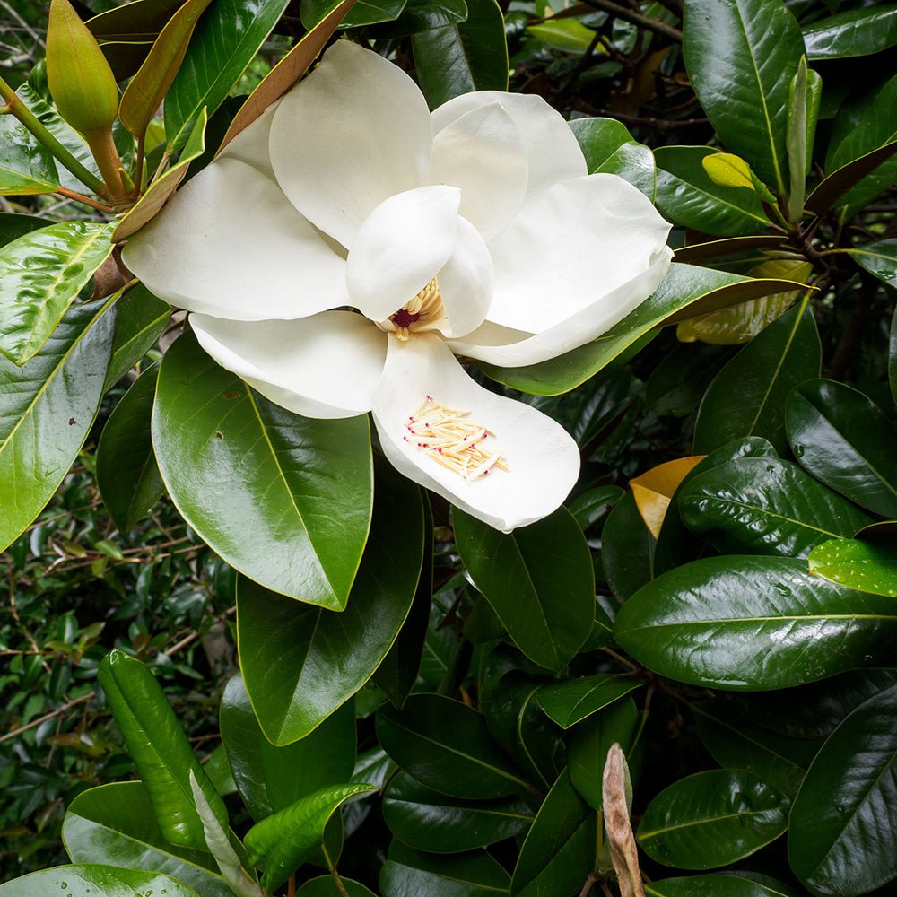 Magnolia Grandiflora Goliath Vesnic Verde, cu Flori Albe