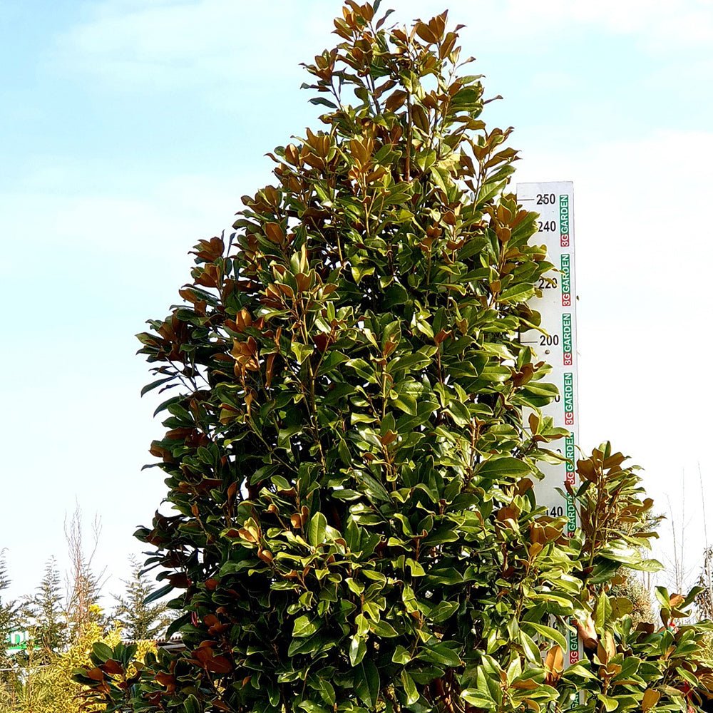 Magnolia Grandiflora Goliath Vesnic Verde, cu Flori Albe