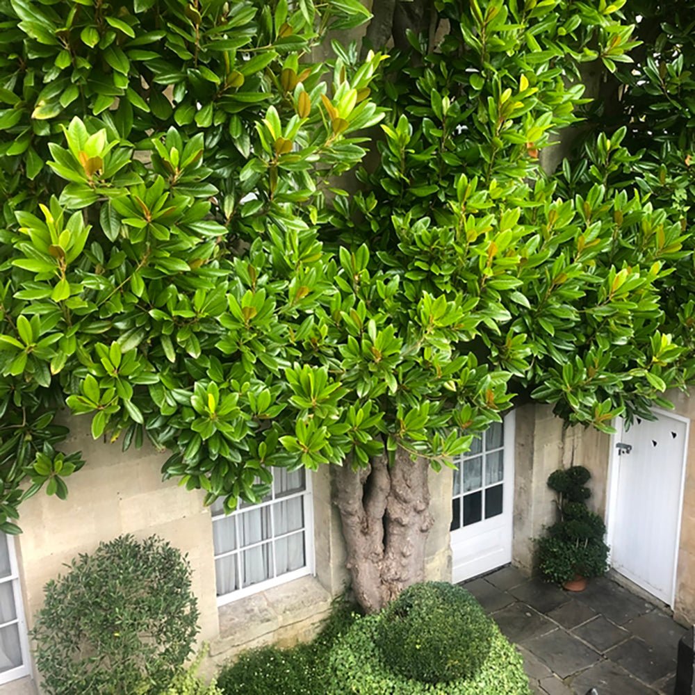 Magnolia Grandiflora Goliath Vesnic Verde, cu Flori Albe