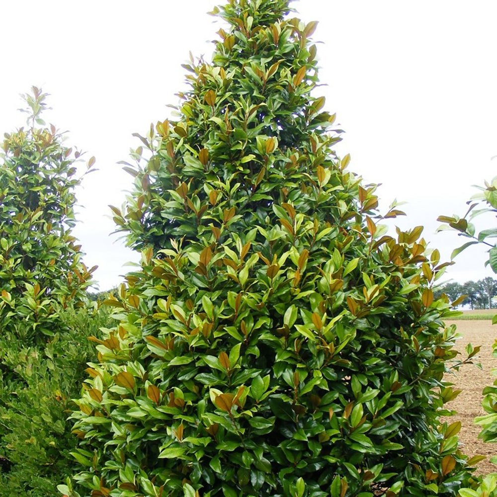 Magnolia Grandiflora Galissonniere - VERDENA-175-200 cm inaltime