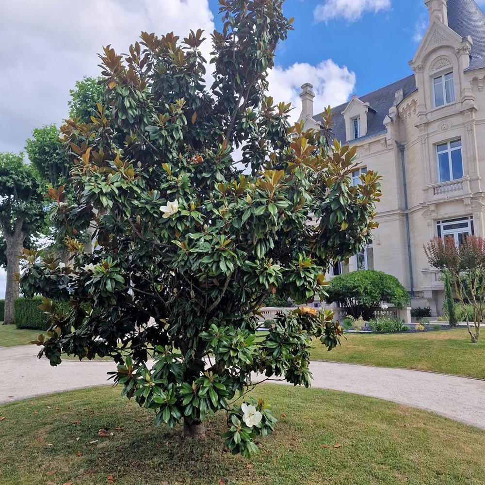 Magnolia Grandiflora Galissonniere - VERDENA-60-70 cm inaltime livrat in ghiveci de 3 L