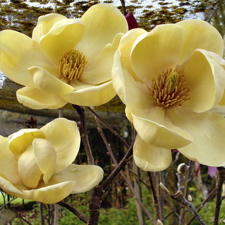 Magnolia Honey Tulip, cu flori aurii-pastel - VERDENA-livrat in ghiveci de 3 l