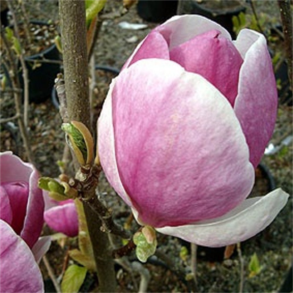 Magnolia soulangeana roz-alba Lennei