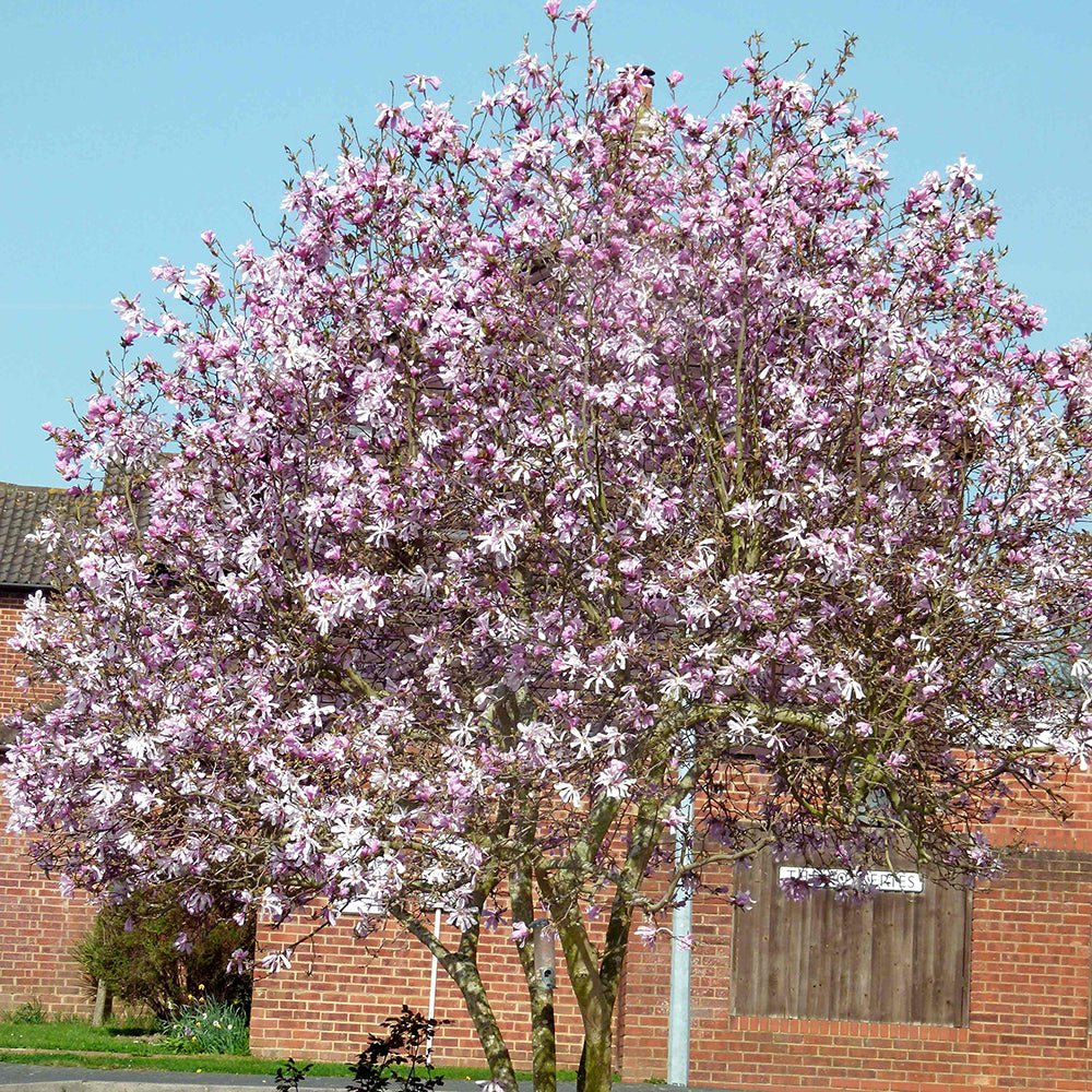 Magnolia roz-pal Leonard Mesel