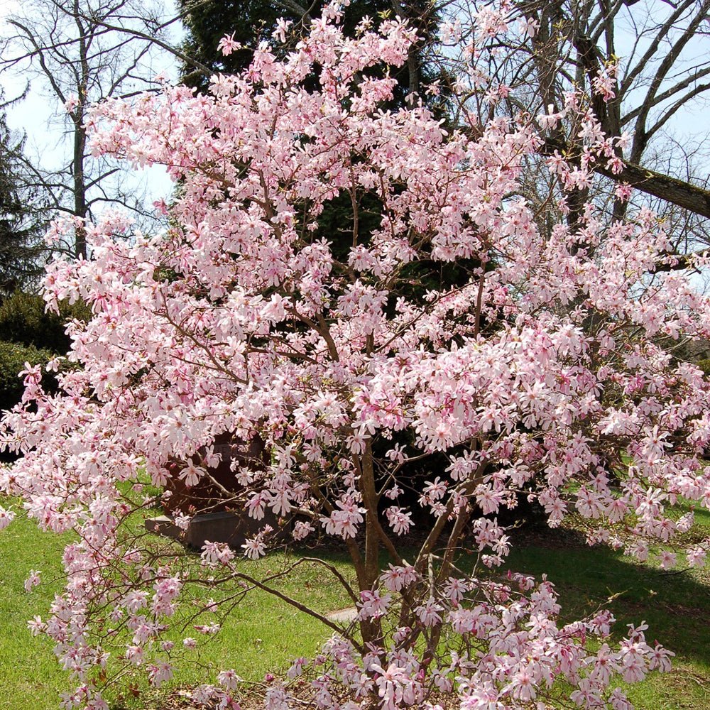 Magnolia roz-pal Leonard Mesel