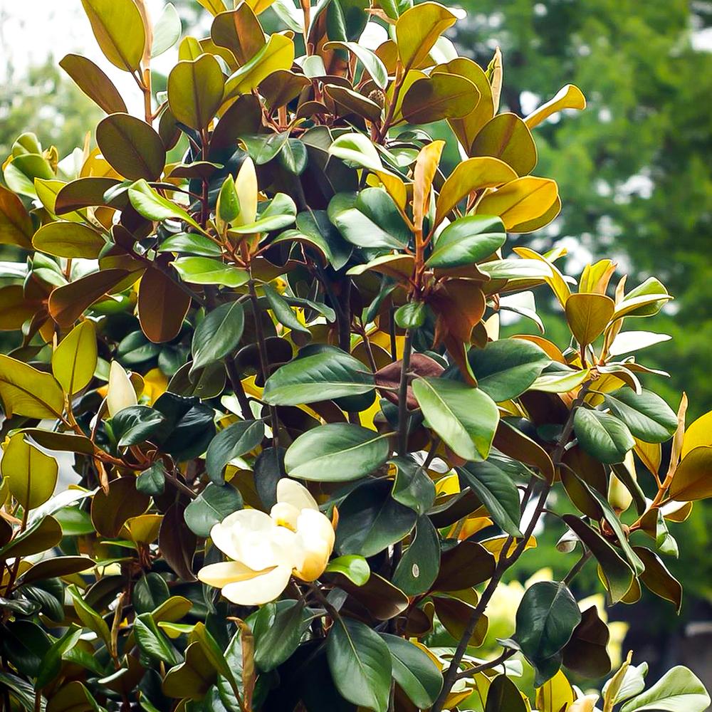 Magnolia Grandiflora Little Gem Vesnic Verde, cu Flori Albe