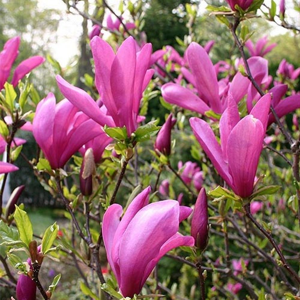 Magnolia magenta Susan - Tip copac