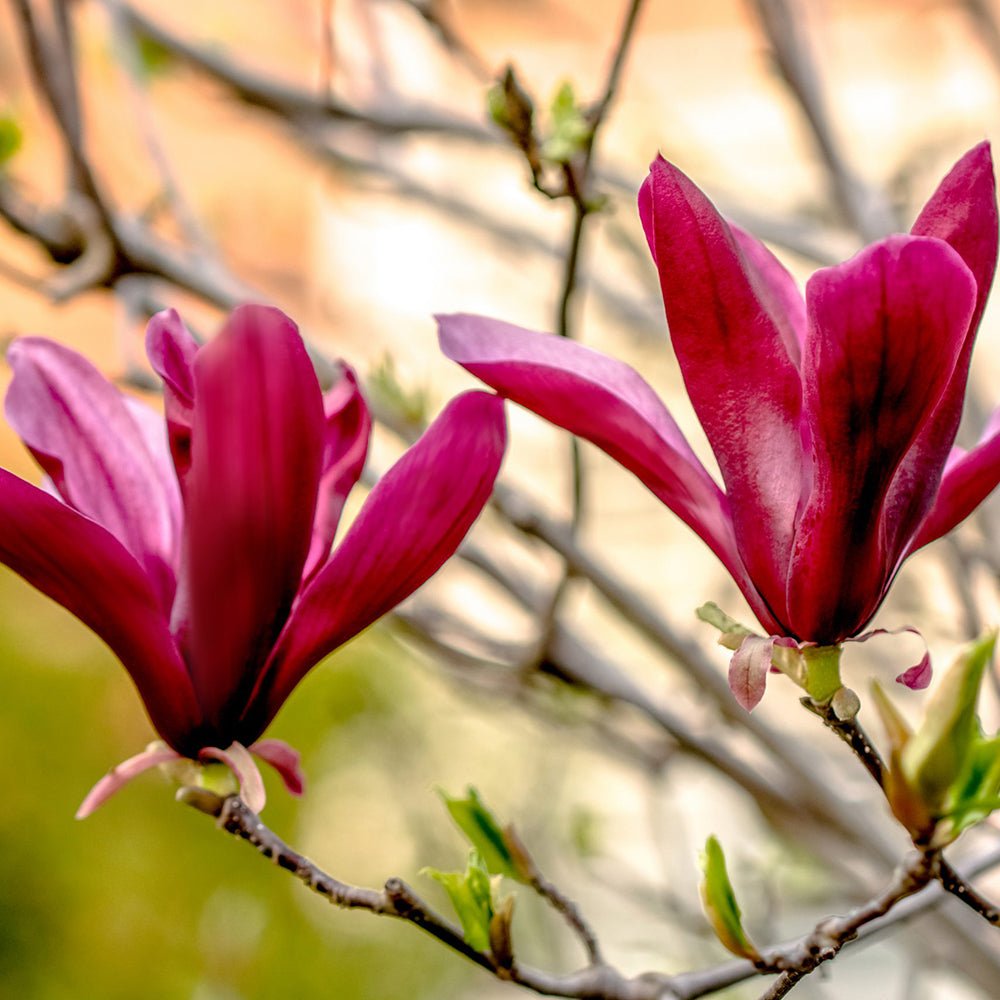 Magnolia purpuriu-rosu Nigra