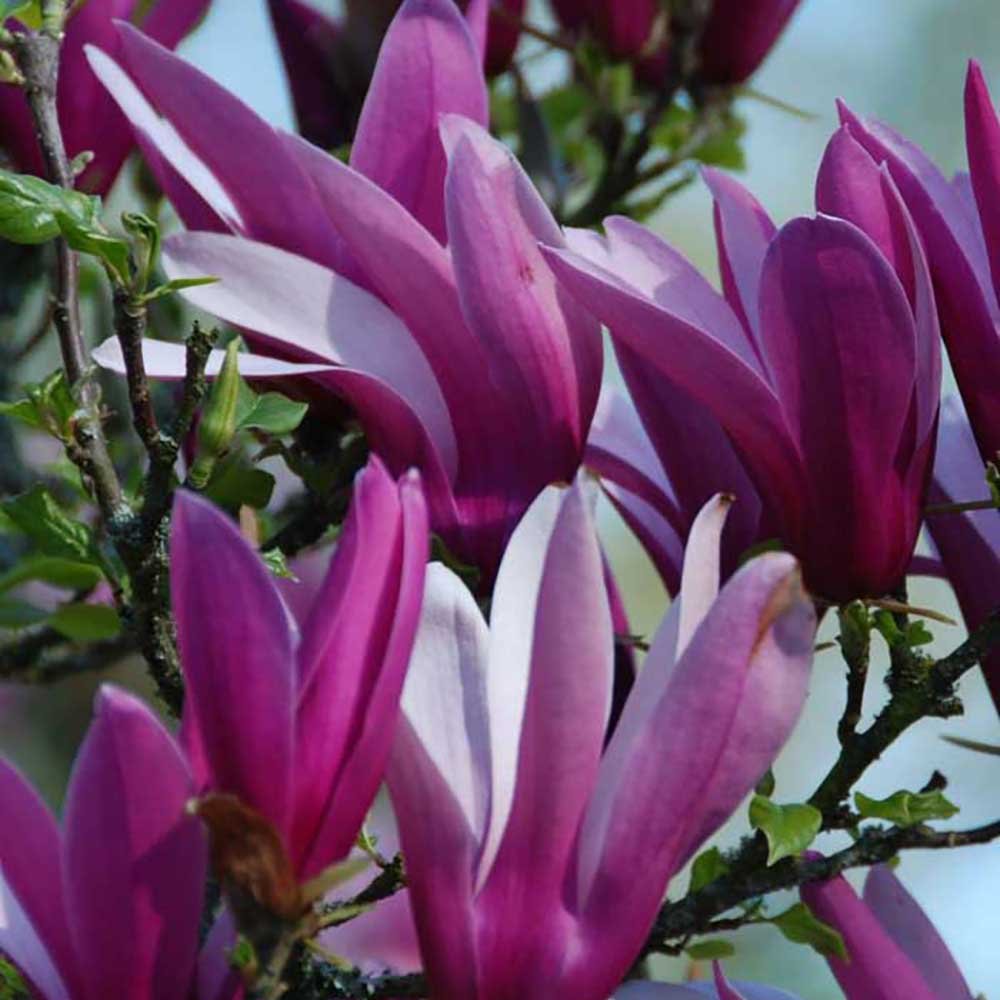 Magnolia purpuriu-rosu Nigra