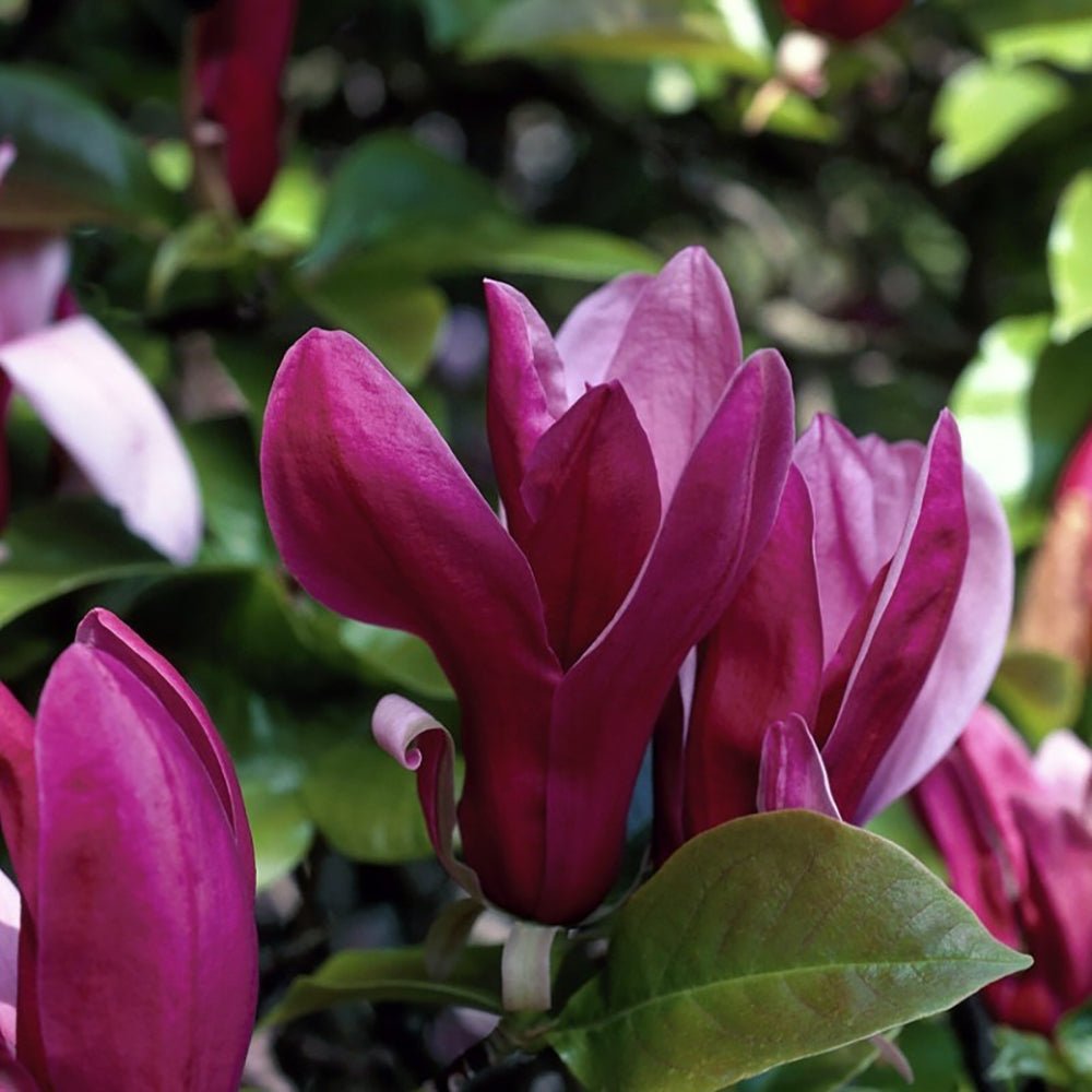 Magnolia purpuriu-rosu Nigra