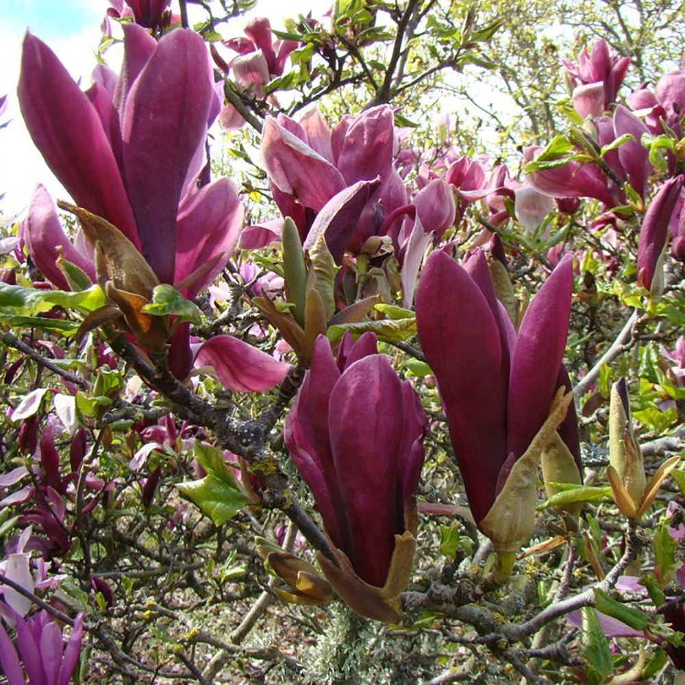 Magnolia purpuriu-rosu Nigra