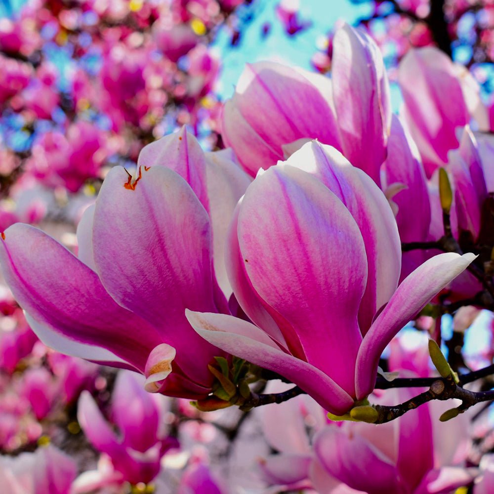 Magnolia roz-alba Purple Eye