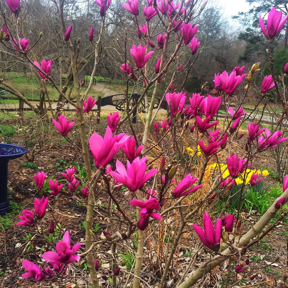 Magnolia roz-alba Purple Eye