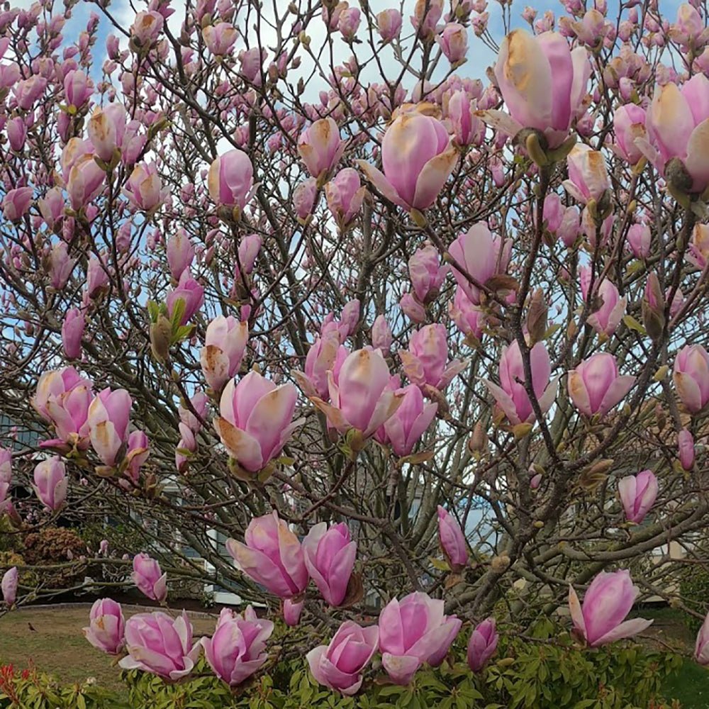 Magnolia roz-alba Purple Eye