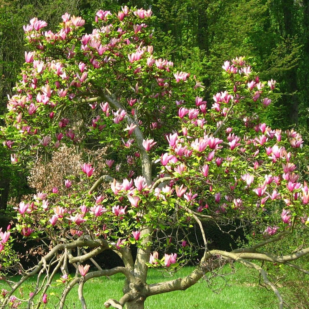 Magnolia purpuriu-rosu Nigra
