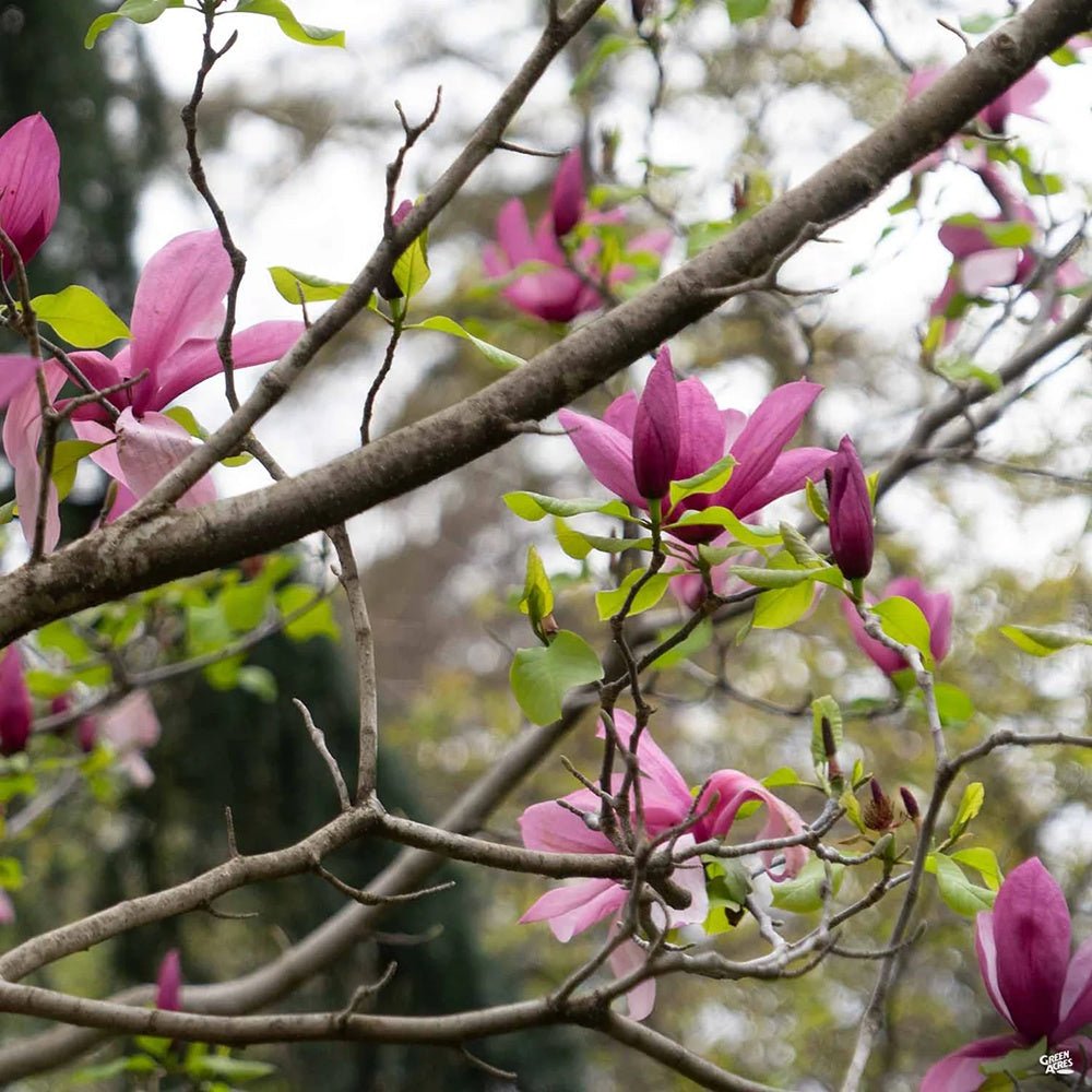 Magnolia purpuriu-rosu Nigra