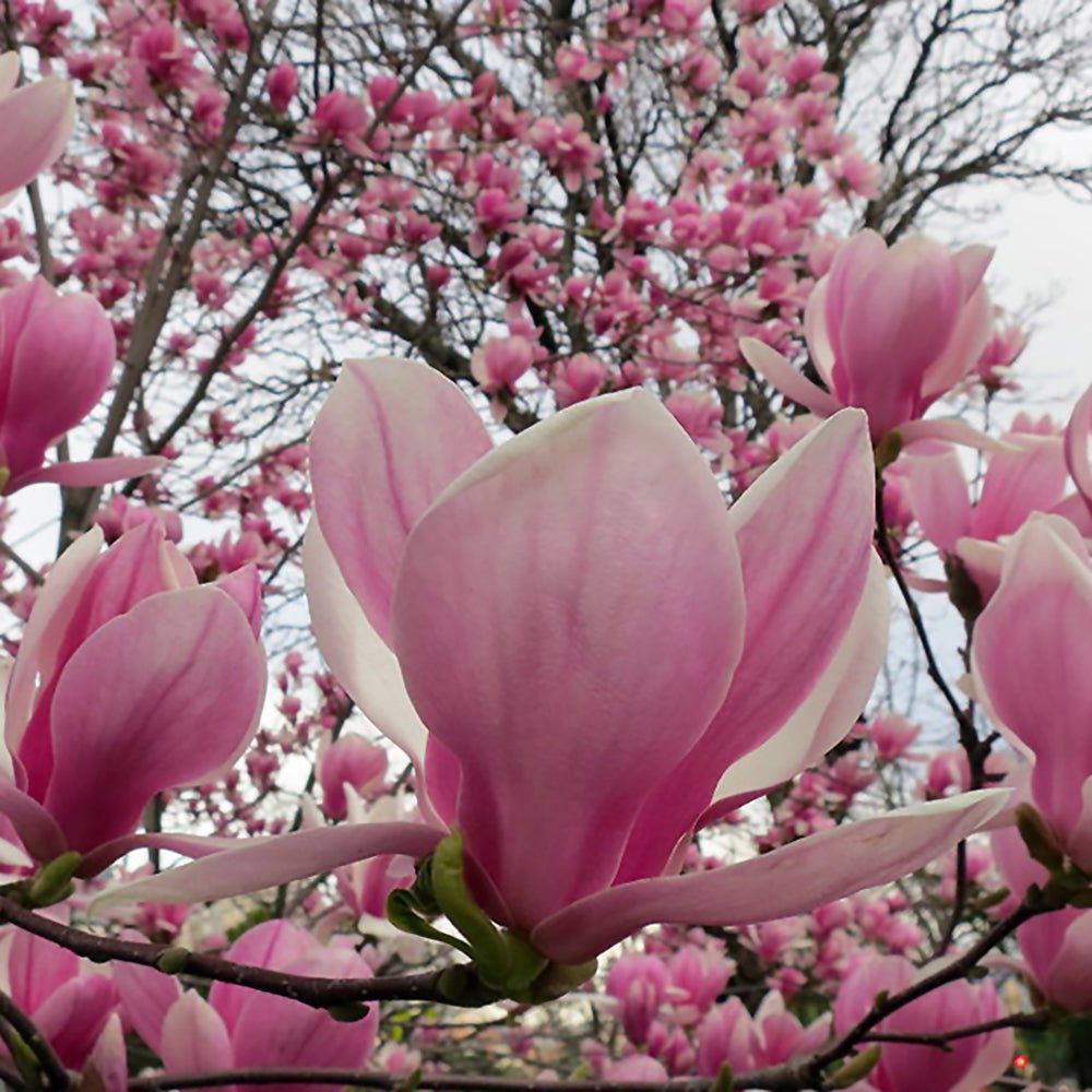 Magnolia roz-alba Ricki