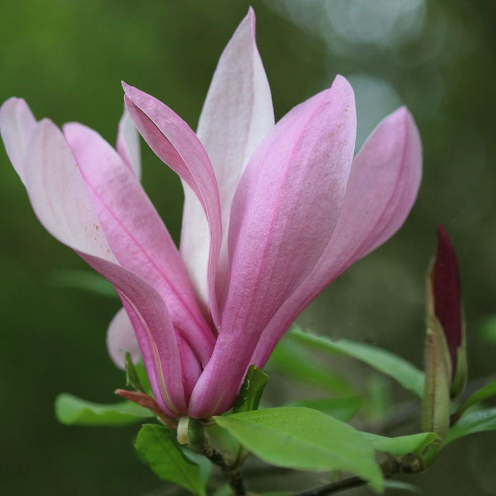 Magnolia roz-alba Ricki