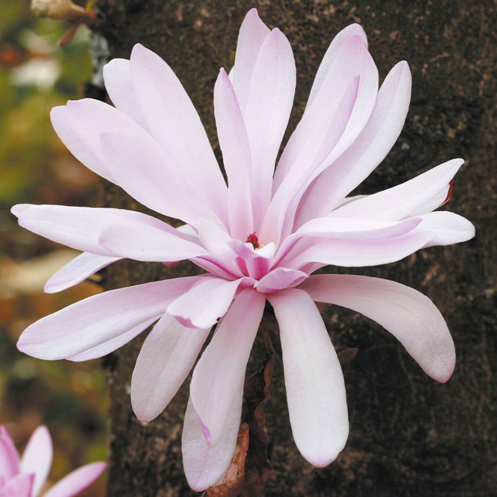 Magnolia roz-pal Stelata Rosea