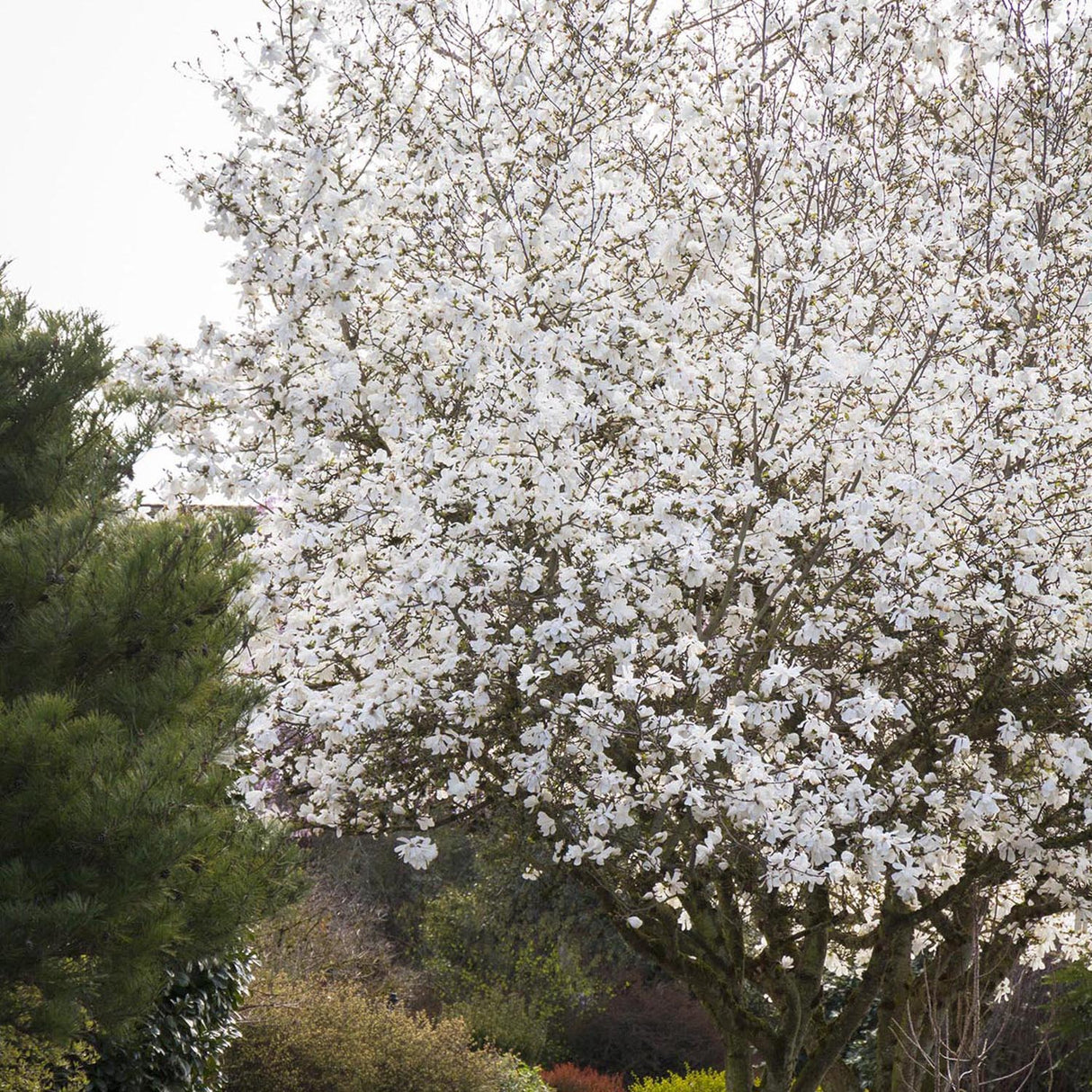 Magnolia Royal Star, flori albe duble si parfumate