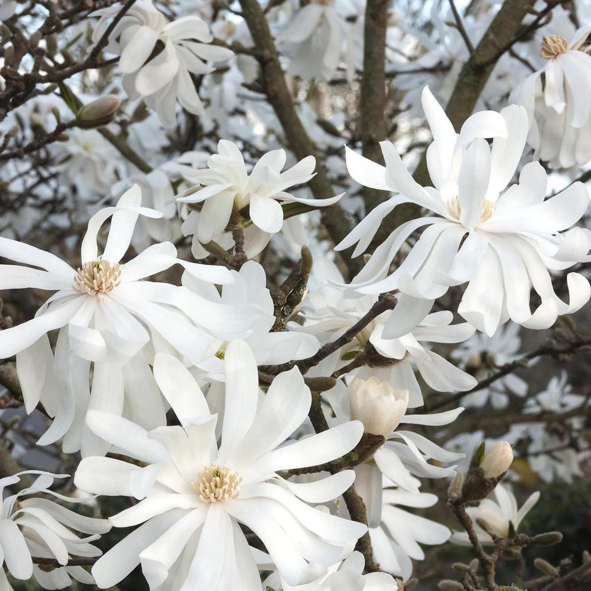 Magnolia Royal Star, flori albe duble si parfumate