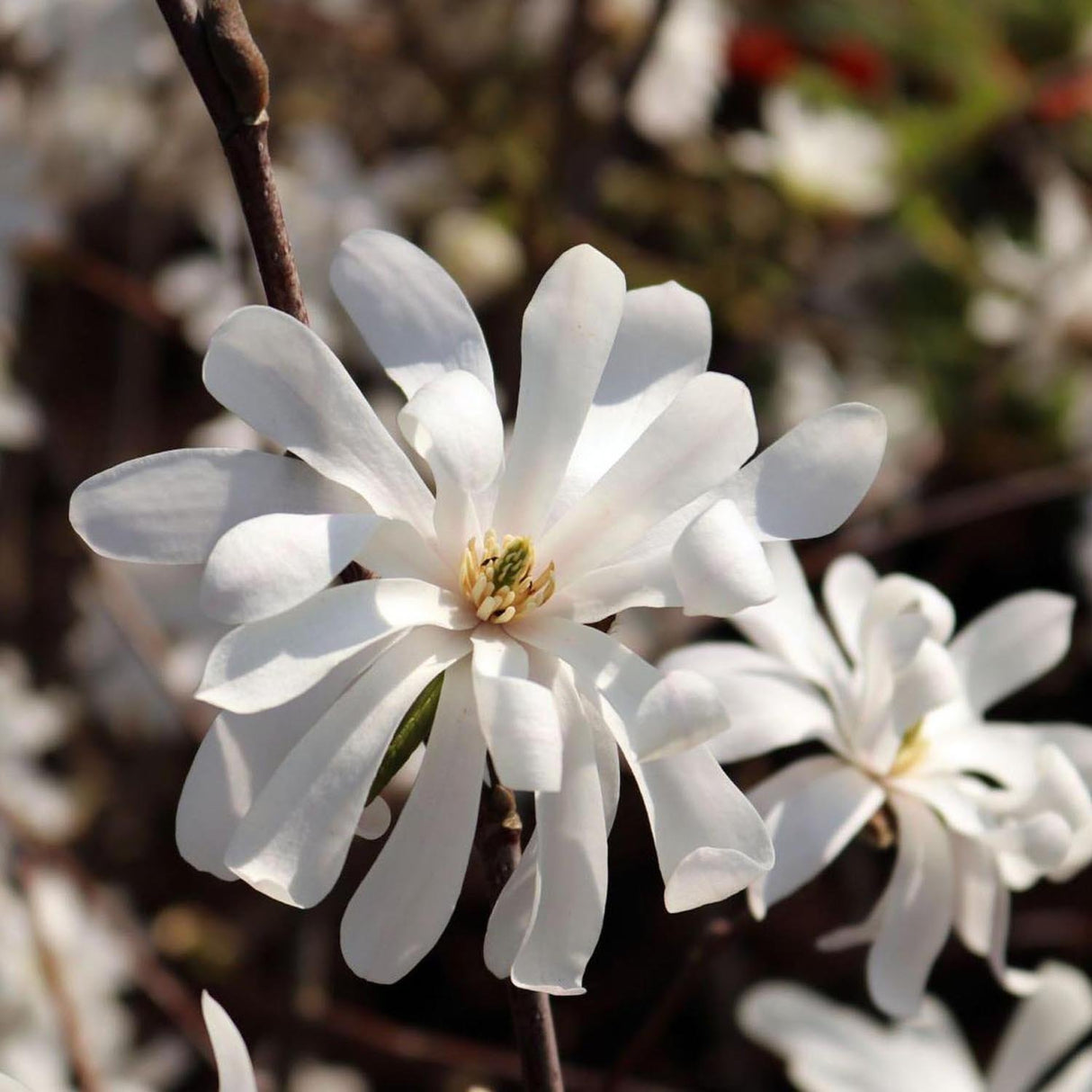 Magnolia Royal Star, flori albe duble si parfumate
