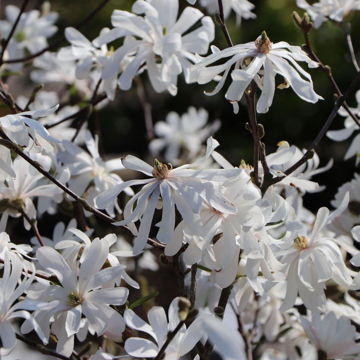 Magnolia Royal Star, flori albe duble si parfumate