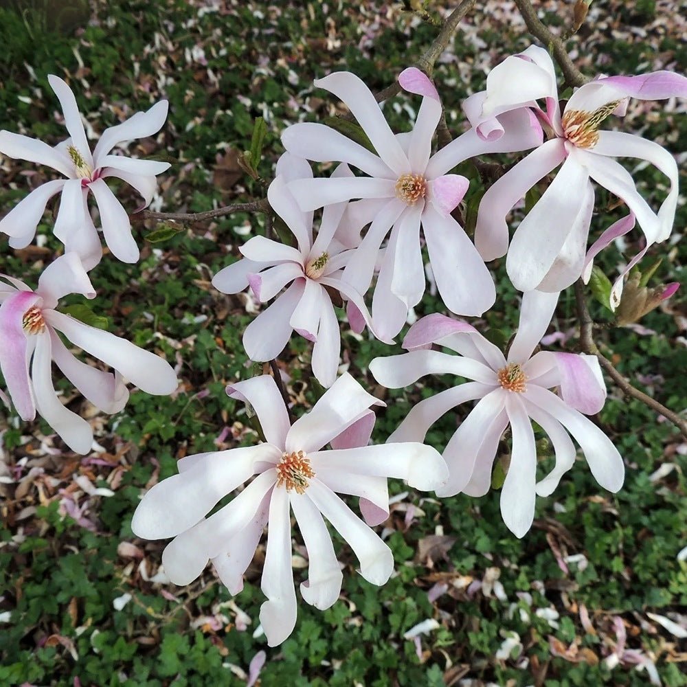 Magnolia roz-pal Leonard Mesel