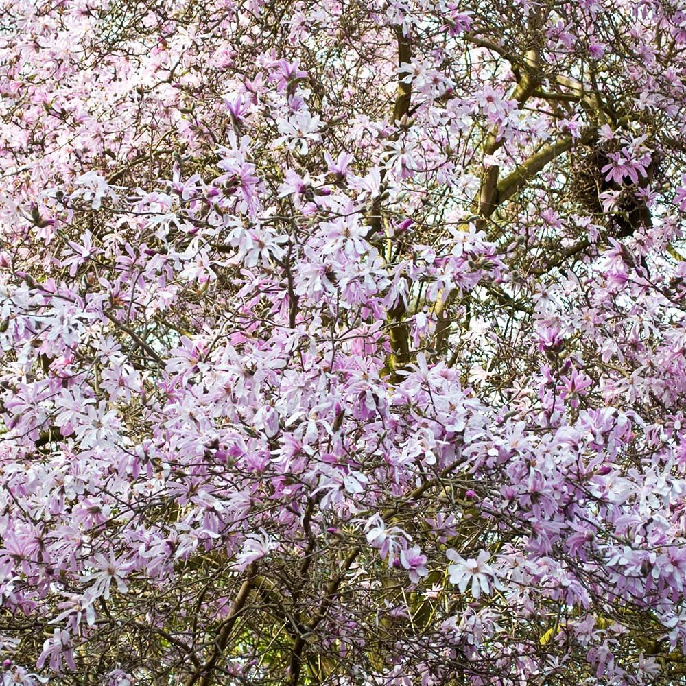 Magnolia roz-pal Leonard Mesel