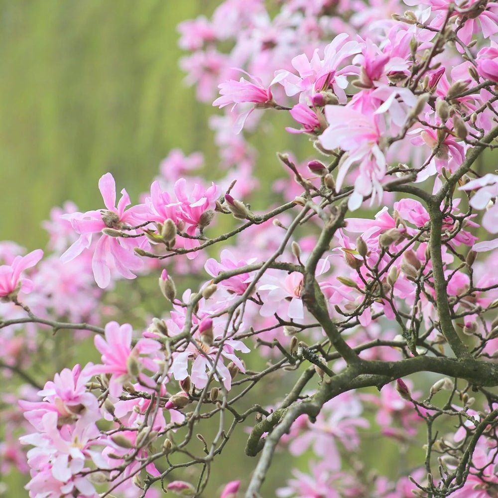 Magnolia roz-pal Leonard Mesel