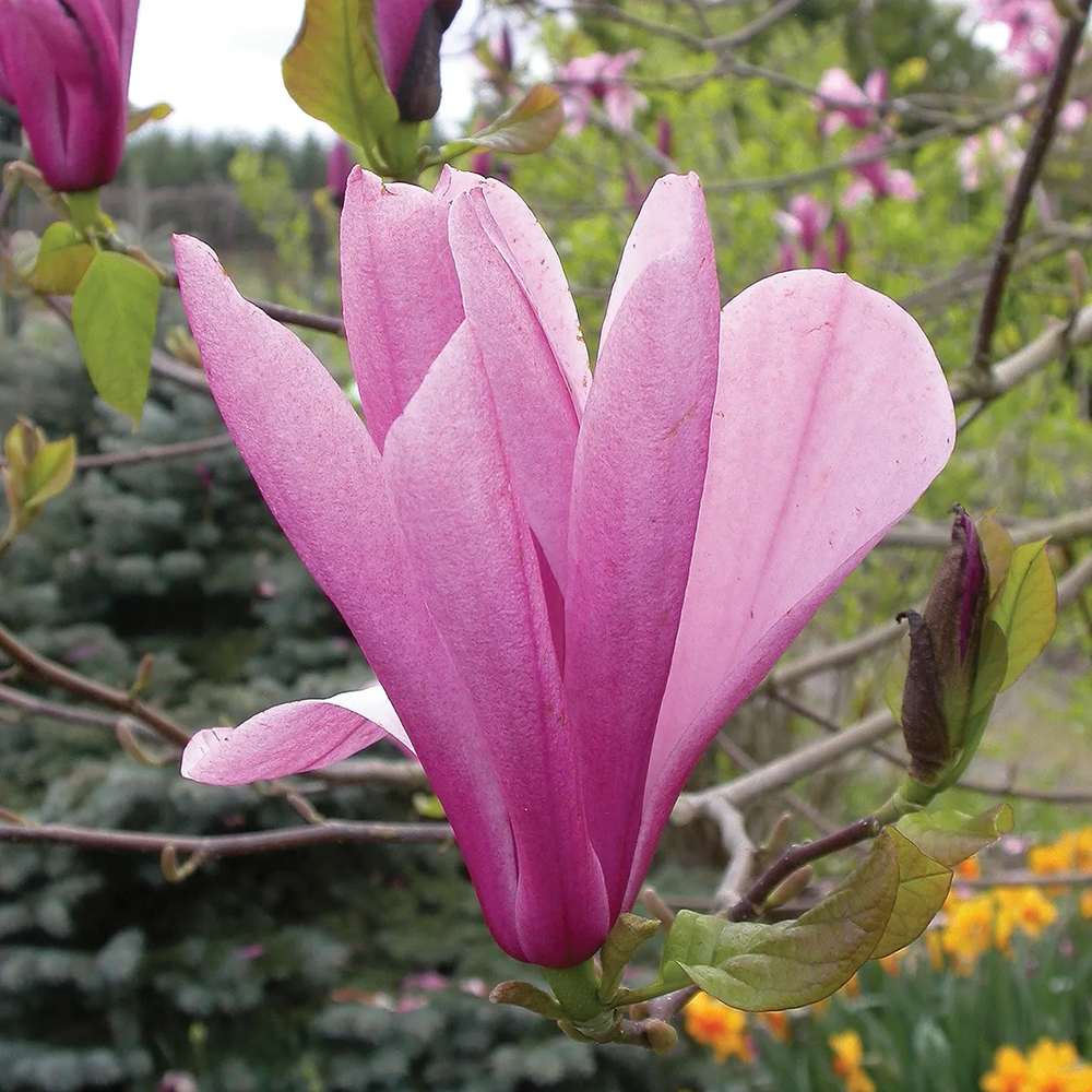 Magnolia roz-purpuriu Galaxy - Tip Copac - VERDENA-Tulpina de 90 cm inaltime, livrat in ghiveci de 7.5 l
