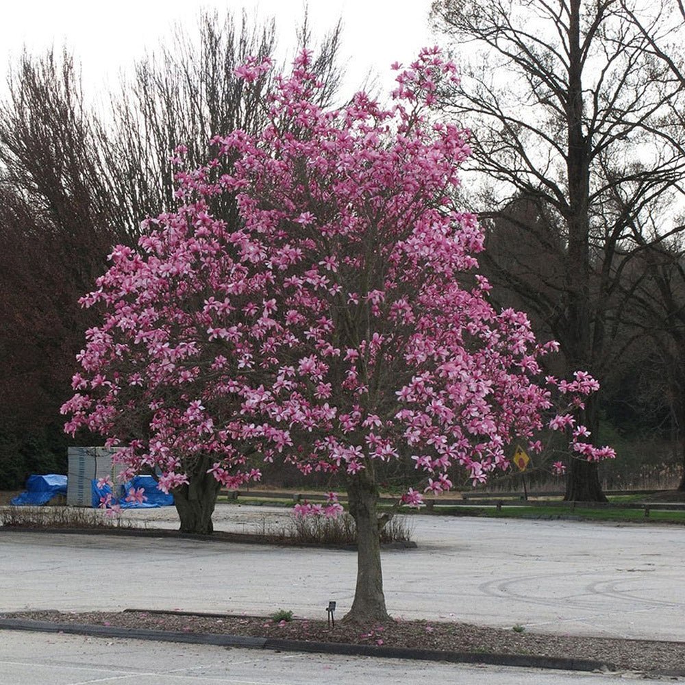 Magnolia roz-purpuriu Galaxy - Tip Copac
