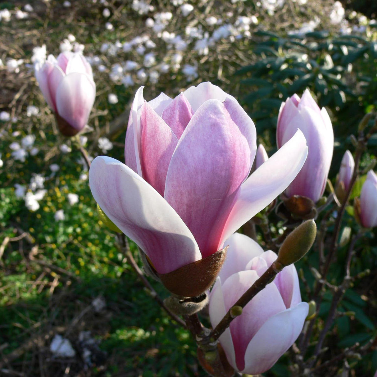Magnolia soulangeana roz-alba Satisfaction
