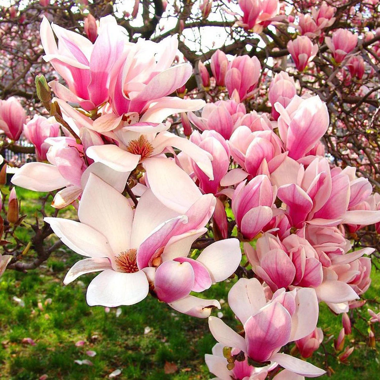 Magnolia soulangeana roz-alba Satisfaction