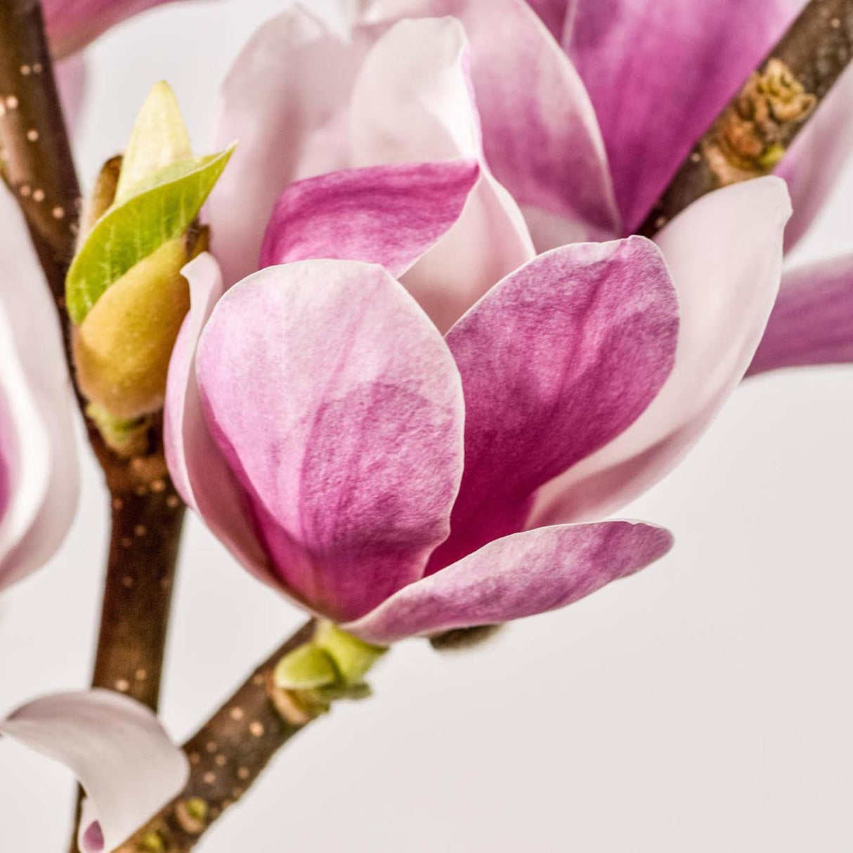 Magnolia soulangeana roz-alba Satisfaction