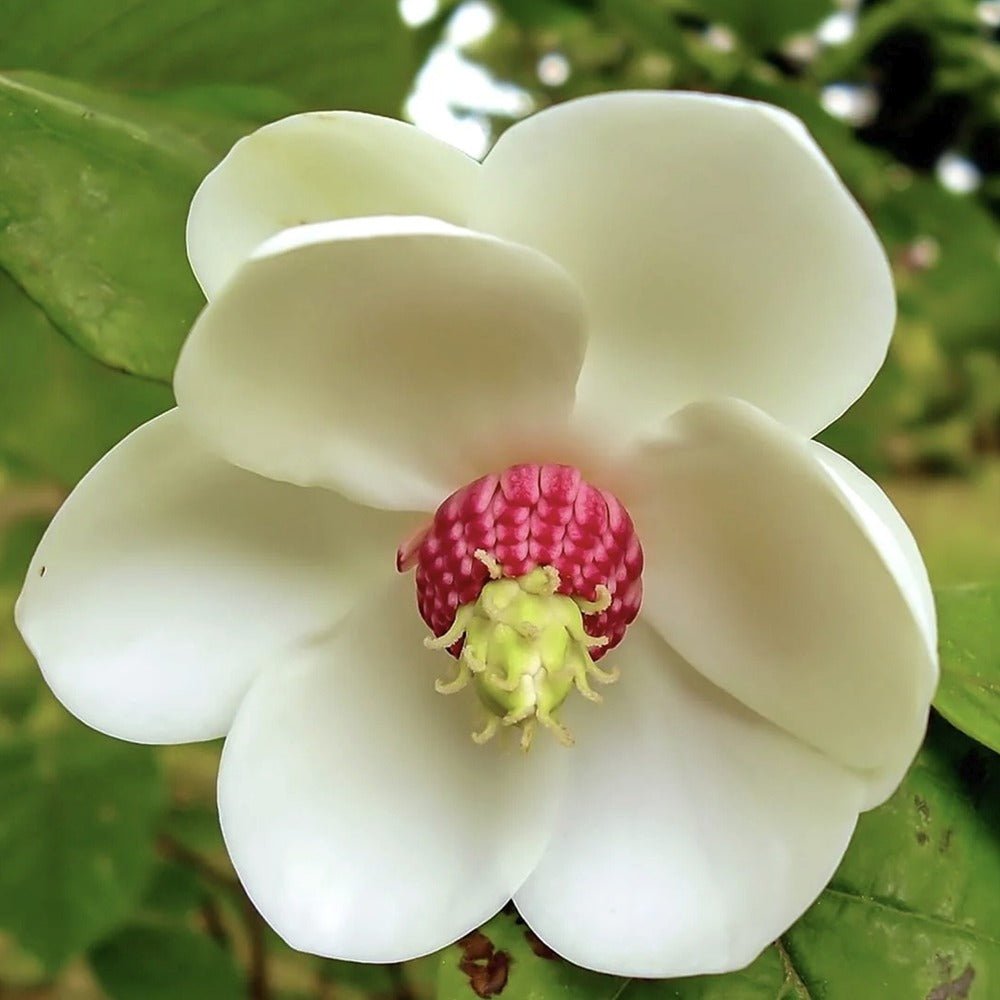 Magnolia Sieboldii cu Flori Albe