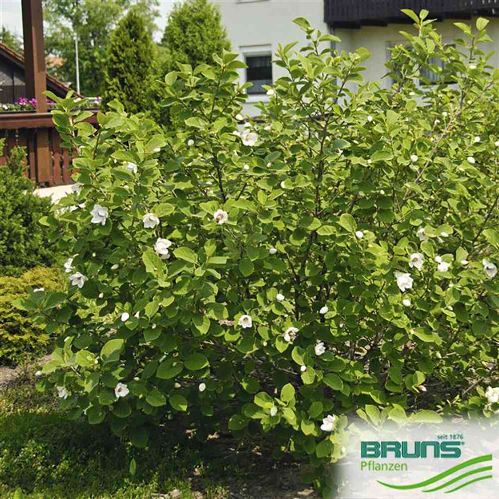 Magnolia Sieboldii cu Flori Albe