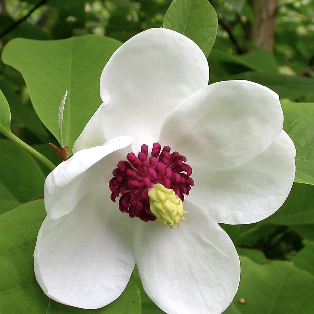 Magnolia Sieboldii cu Flori Albe