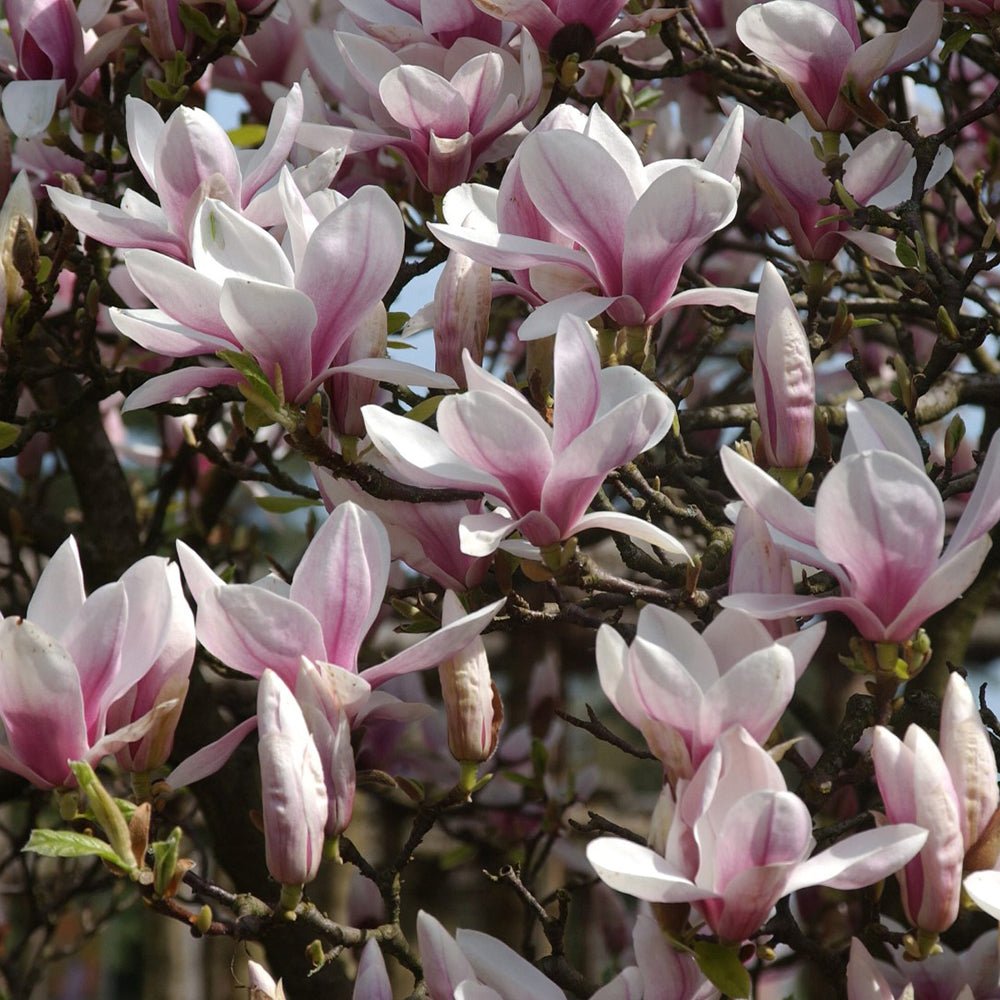 Magnolia roz-alba Soulangeana