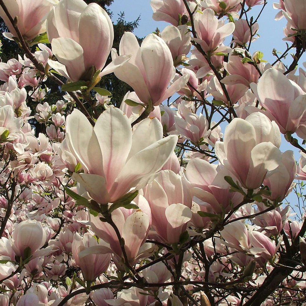 Magnolia roz-alba Soulangeana